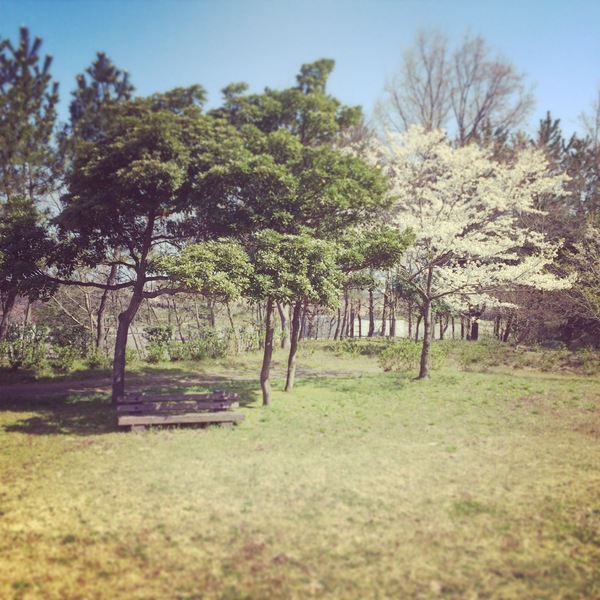 飯森山桜2 飯森山桜2