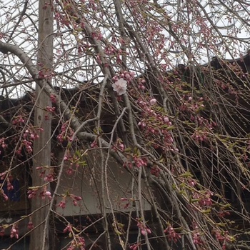 桜は今週末