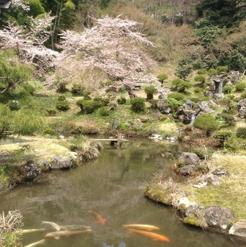寺嫁の1日。總光寺庭園の桜が見ごろです