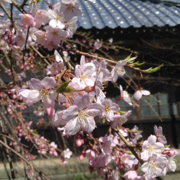 總光寺の桜