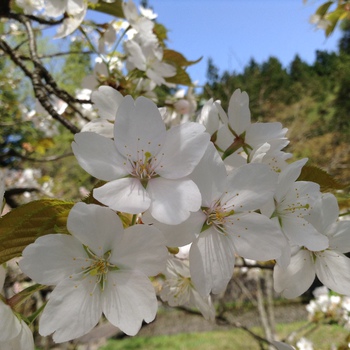 總光寺 匂桜