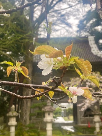 匂い桜が咲きました ＆書道教室のお知らせ