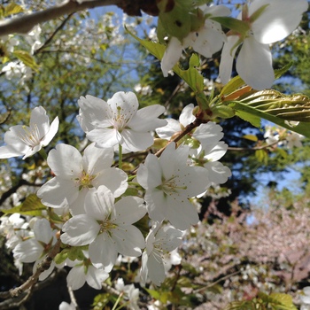 春限定『 匂い桜ご朱印』&明日午後から拝観スタート