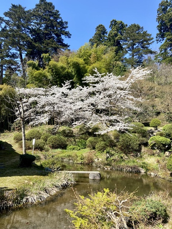 蓬莱園の桜が満開&坐禅会
