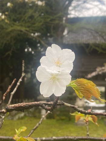 匂い桜が咲きました ＆書道教室のお知らせ
