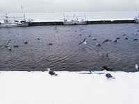 穏やかな飛島