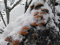 まだ成長するナメコ
