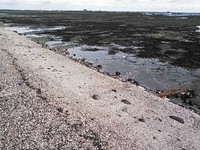 飛島散歩　法木から青石海岸