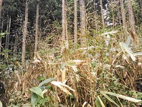 笹の花が咲いた後