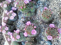 サボテンの花