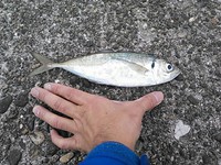 アジ釣り