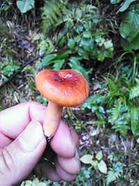 チチタケ