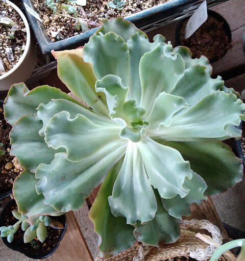 植物