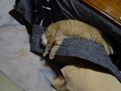 ねこもたいくつ?