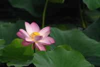 蓮華
