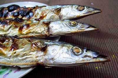 今年は秋刀魚が豊漁だとか　安くて旨い秋刀魚はいかが
