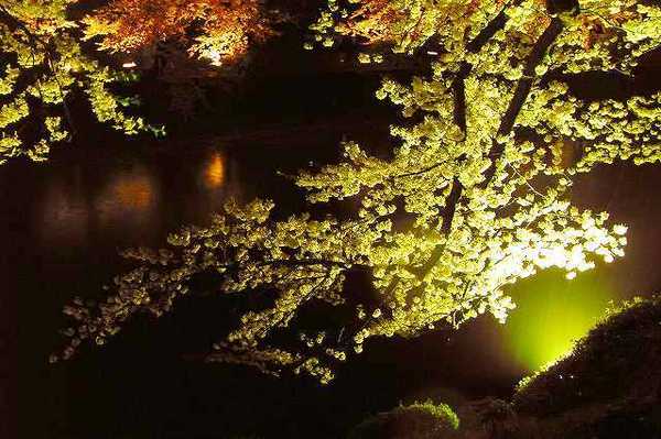 2009年桜まとめ　上杉公園さくら　サクラ　夜桜とマクロ写真