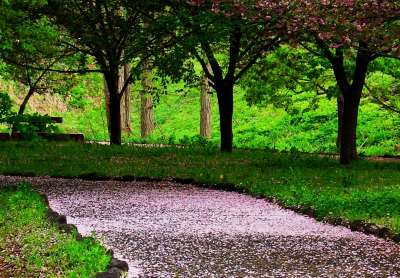 直江堤公園の桜散りちり今年も