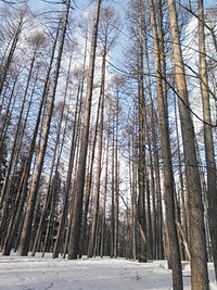残雪の障子ヶ岳