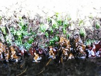 離岸提