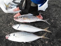 南防波堤の釣り