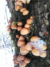 雪まみれキノコ
