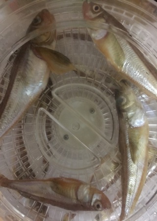 ハタハタ ハタハタ