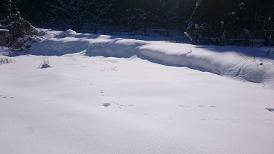 里山だより “冬の動物の足跡たち”