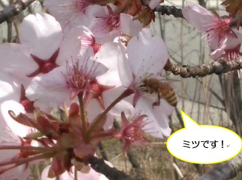 ミツバチと草花（しっかり手洗い・うがいも忘れずに！！）