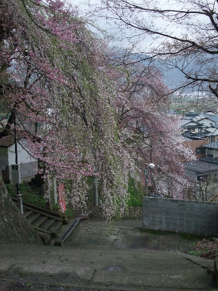 4月27日夕方現在の烏帽子山公園の桜状況
