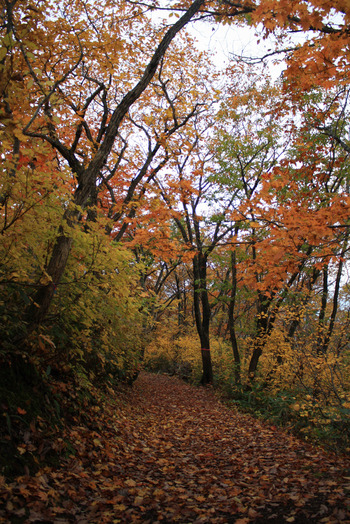 蔵王の秋..紅葉はお釜から、稜線から、自然の彩りを観賞！