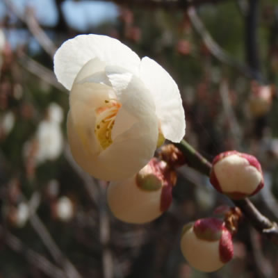 湯田川梅林公園