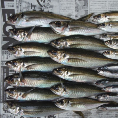 あじの刺身・アジ・鯵