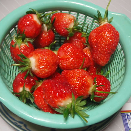 庄内産美麗いちご