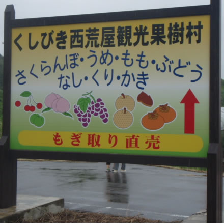 さくらんぼ狩り・佐久間利兵ェ観光果樹園・櫛引・もぎとり食べ放題