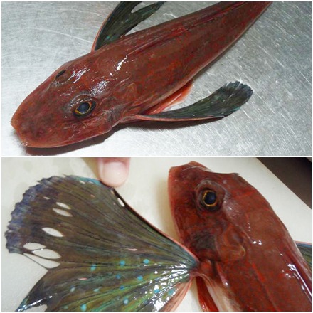 ホウボウの刺身・煮豚・ほうぼうのみそ汁