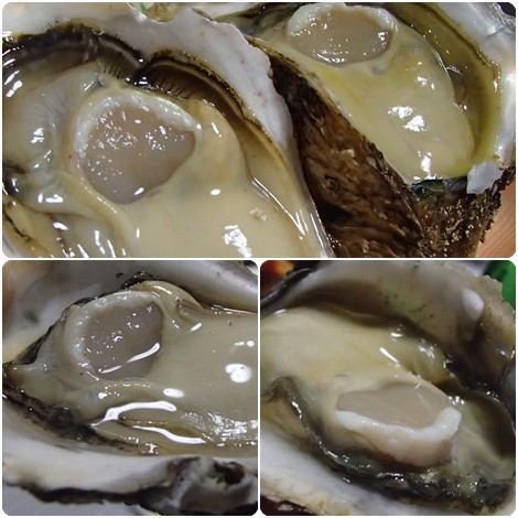 庄内の岩牡蠣