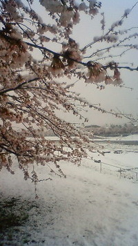 春の雪