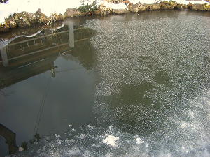 冬の池