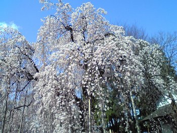 山形市内、桜模様