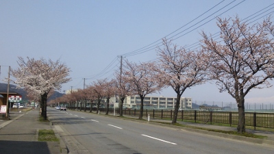 海！桜！！♪”