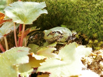 カエルのお客さん