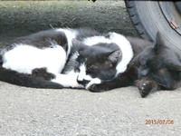 仲の良い猫と夕日の釣り人