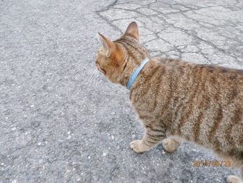 今朝のにゃんこ