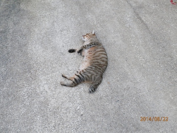 今朝のにゃんこ
