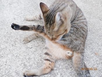 今朝のにゃんこ