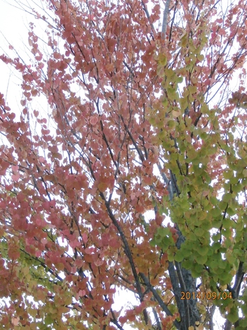 あなた方!!ちょっと早いのでは?