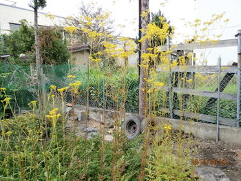 黄色の花が満開中!!