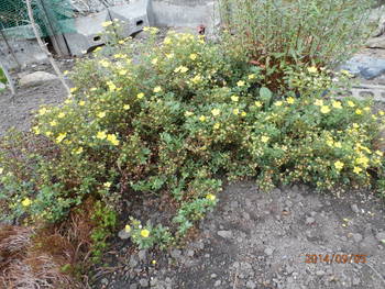 黄色の花が満開中!!