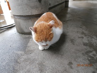 道の駅のにゃんこ